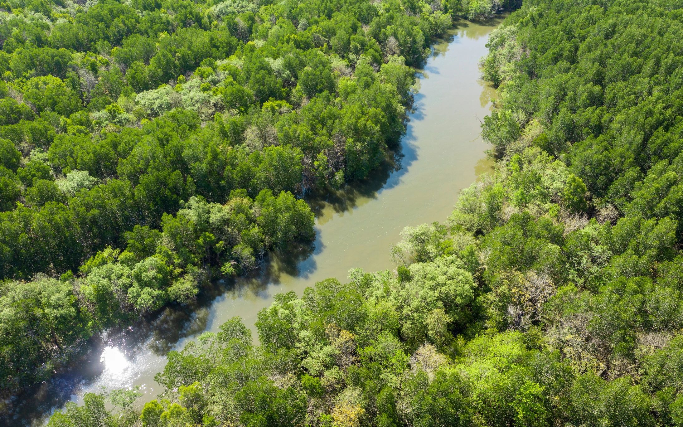 Mangrove forest and river ecosystem from above