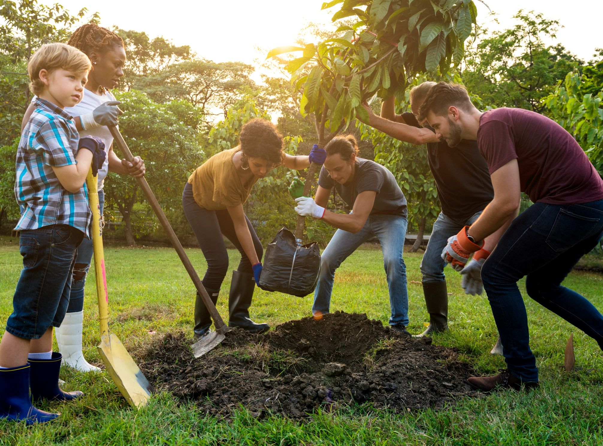 People planting a tree together outdoors